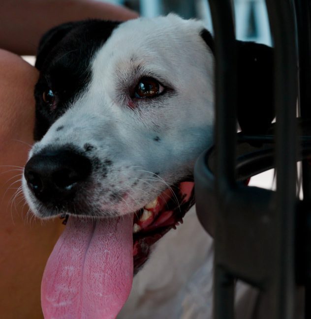 Activate_Canine_Home (1)
