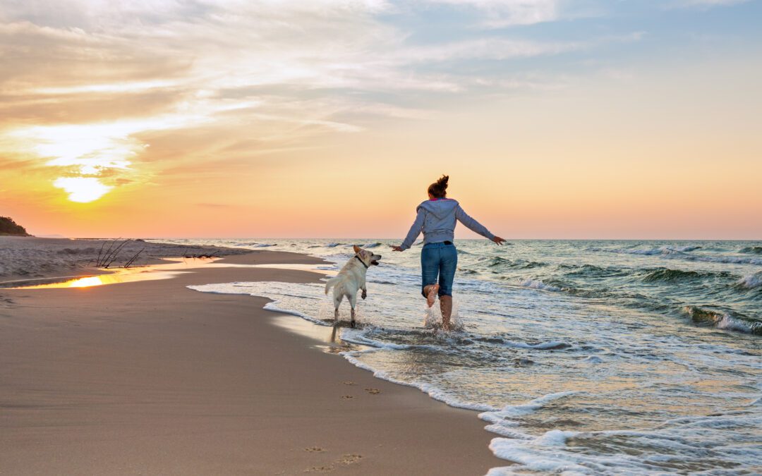 Dog with advanced obedience training frolicking on the beach with its owner
