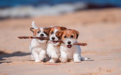 Puppy Training Games We Love Before Formal Training Begins