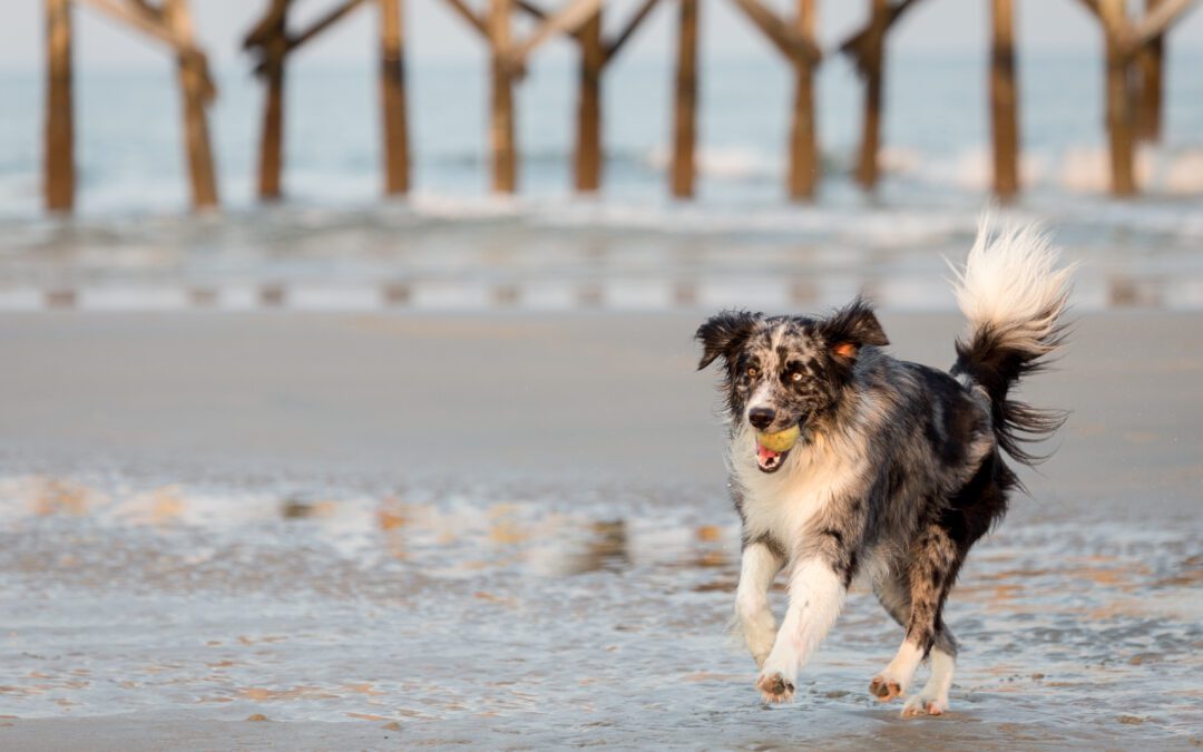 Best Dog Training for Busy Charleston Families
