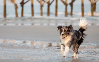 Best Dog Training for Busy Charleston Families: When Basic Obedience Is Not Enough