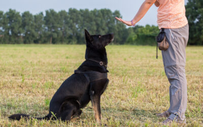 Dog Obedience Training South Carolina Owners Can Use in Real Life