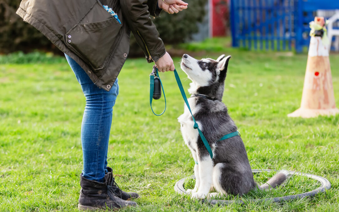 picture of a woman who trains with a young husky on a dog training field