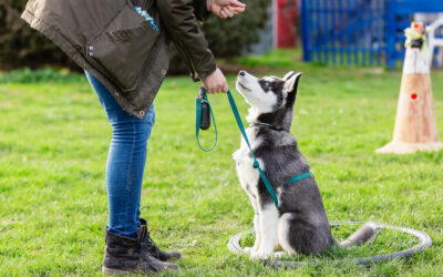 Dog Training South Carolina: What to Look for in a Board-and-Train